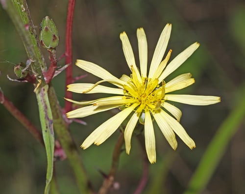 Scorzonera albicaulis