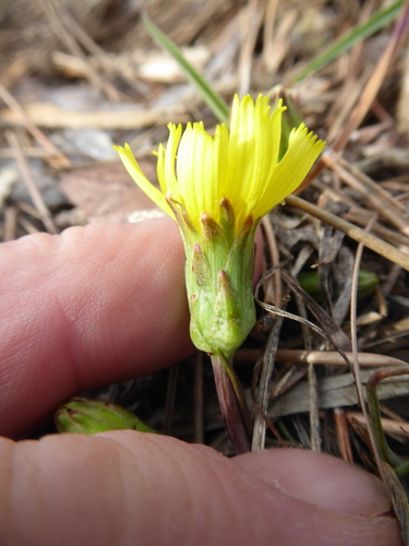 Scorzonera austriaca — photo