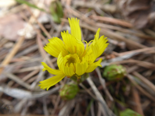 Scorzonera austriaca — photo