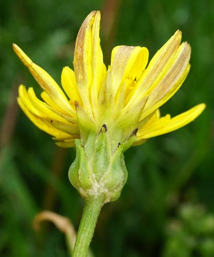 Scorzonera cana (Salsify) — photo