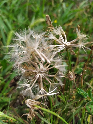 Scorzonera cana (Salsify) — photo