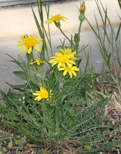 Scorzonera cana