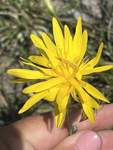 Scorzonera crocifolia — photo
