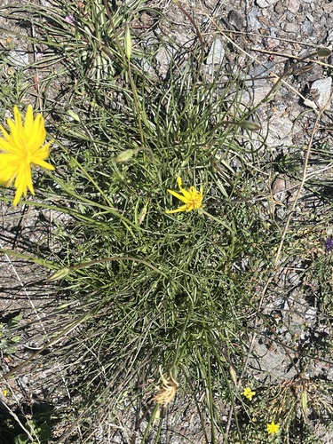 Scorzonera crocifolia — photo
