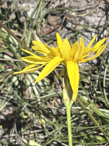 Scorzonera crocifolia