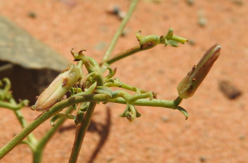 Scorzonera divaricata — photo