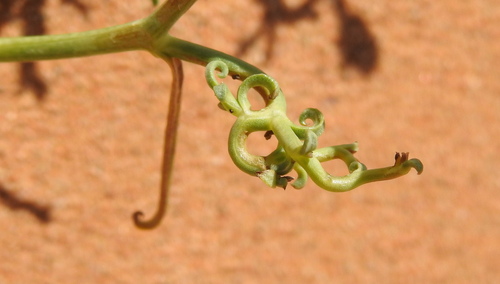 Scorzonera divaricata — photo