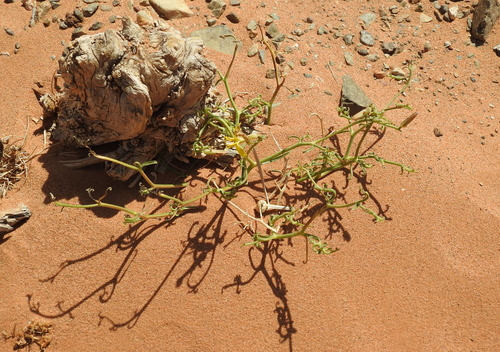 Scorzonera divaricata