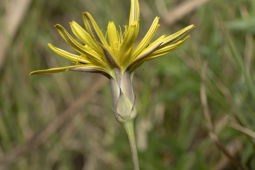 Scorzonera elata (Viper's grass) — photo