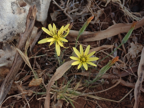 Scorzonera elata (Viper's grass) — photo