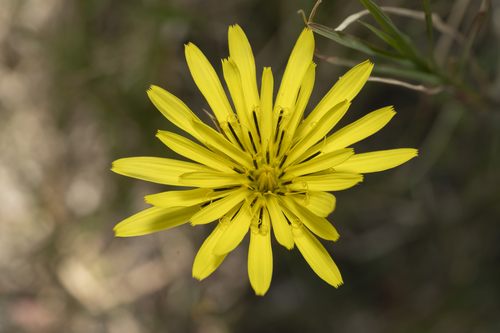 Scorzonera elata