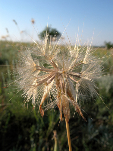 Scorzonera hispanica (Scorzonera) — photo
