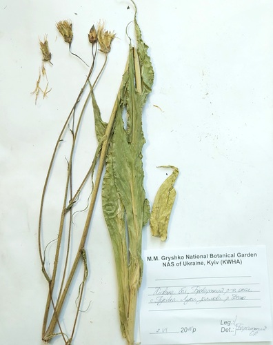 Scorzonera hispanica (Scorzonera) — photo