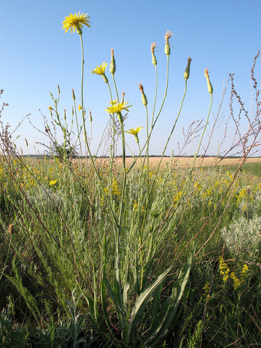 Scorzonera hispanica
