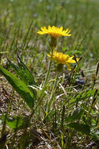 Scorzonera humilis (Viper's grass) — photo