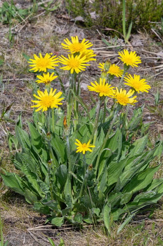 Scorzonera humilis