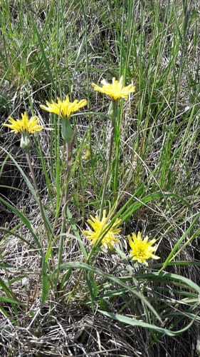Scorzonera humilis (Viper's grass) — photo