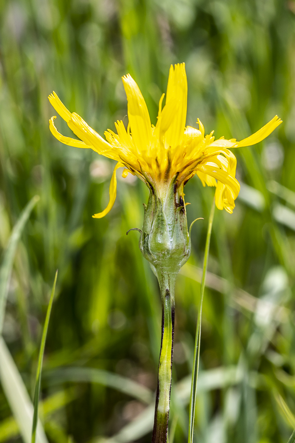 Scorzonera inaequiscapa — photo
