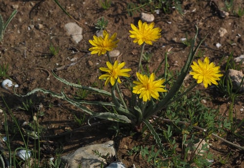 Scorzonera judaica (Ga'fur) — photo