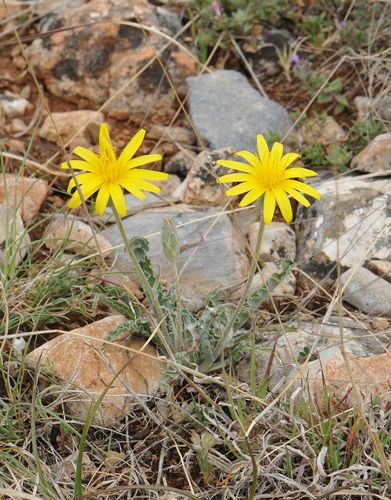 Scorzonera mollis