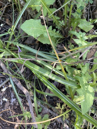 Scorzonera papposa (Oriental Viper's grass) — photo