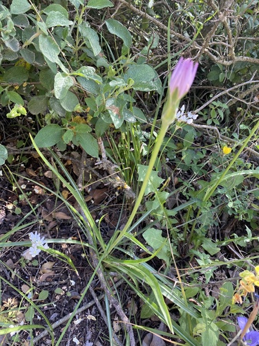 Scorzonera papposa