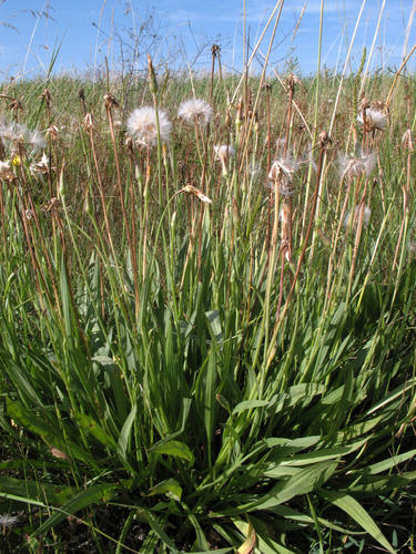 Scorzonera parviflora (Viper's grass) — photo