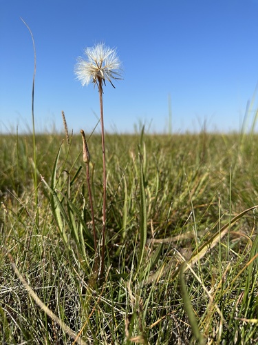 Scorzonera parviflora (Viper's grass) — photo