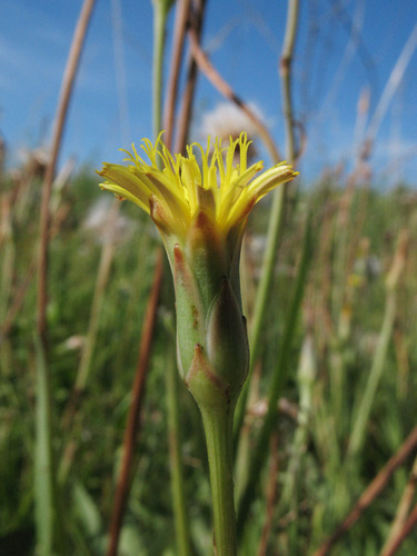 Scorzonera parviflora