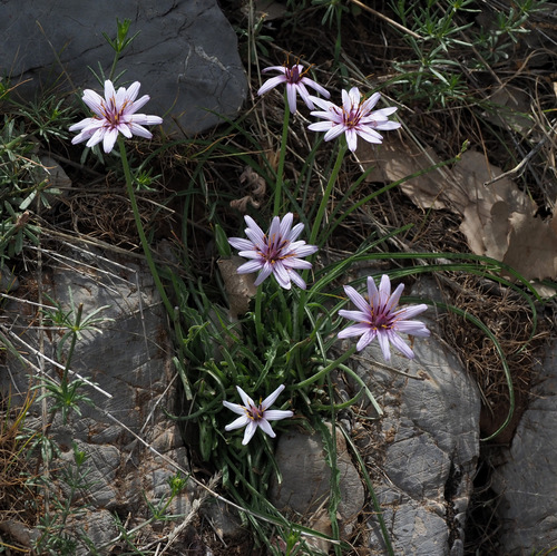 Scorzonera phaeopappa — photo