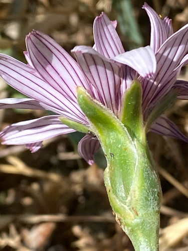 Scorzonera phaeopappa — photo