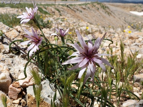 Scorzonera phaeopappa