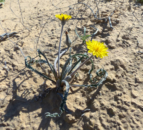 Scorzonera psychrophila — photo
