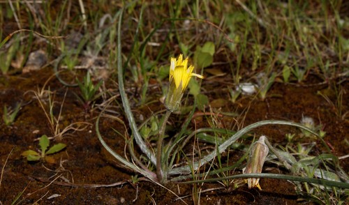 Scorzonera psychrophila