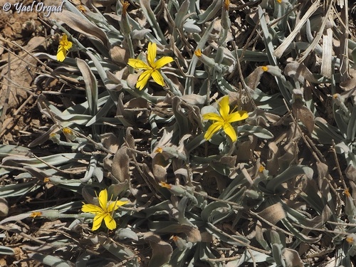 Scorzonera rigida — photo