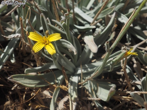 Scorzonera rigida