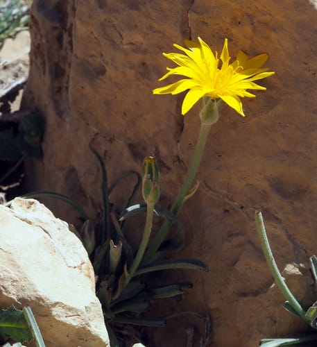 Scorzonera schweinfurthii (Desert viper's grass) — photo
