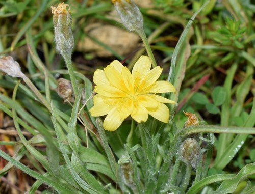 Scorzonera sublanata — photo