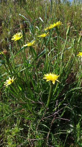 Scorzonera syriaca (Viper's grass) — photo