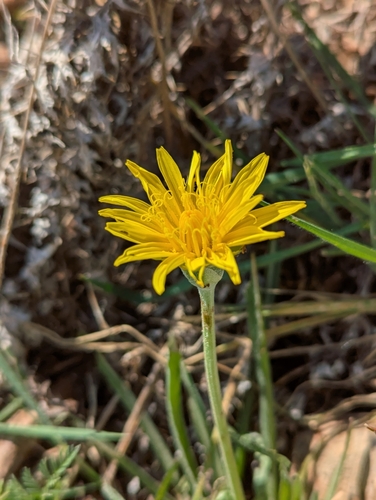 Scorzonera syriaca (Viper's grass) — photo