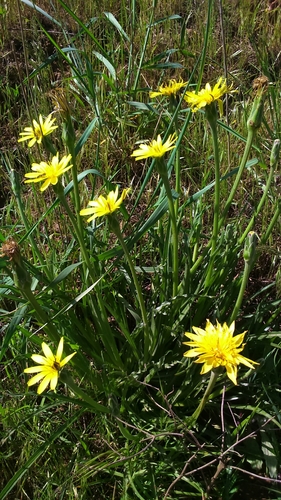 Scorzonera syriaca
