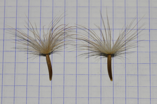 Scorzonera tomentosa — photo