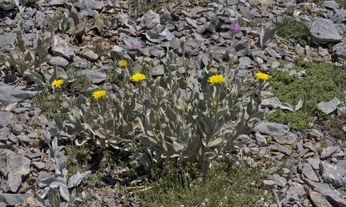 Scorzonera tomentosa — photo