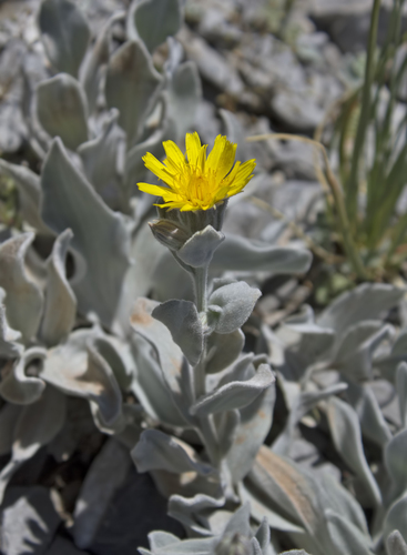 Scorzonera tomentosa