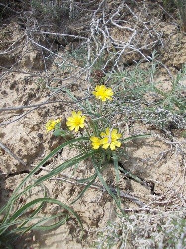 Scorzonera tuberosa — photo