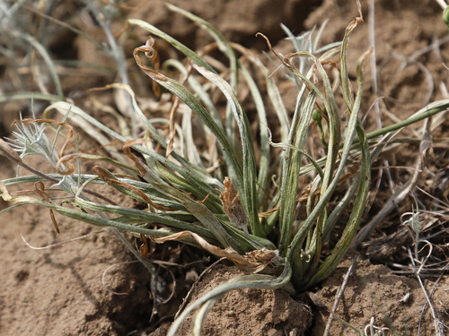 Scorzonera tuberosa