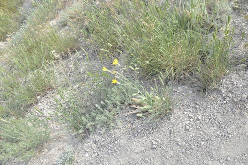 Scorzonera villosa — photo