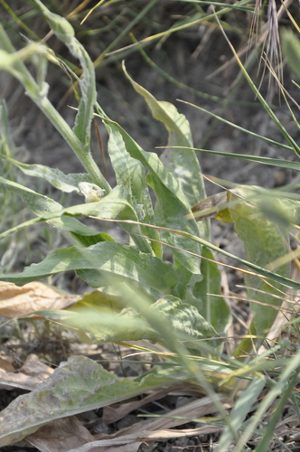 Scorzonera villosa — photo