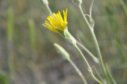 Scorzonera villosa