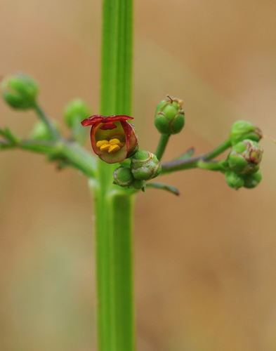 Scrophularia auriculata (Bishop's leaves) — photo